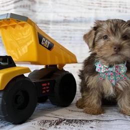 Yorkshire Terrier Puppy Looking for a Loving Family in Venice, fl