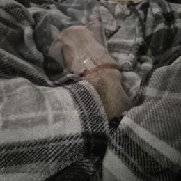 Male Chihuahua for Adoption in Denver, co