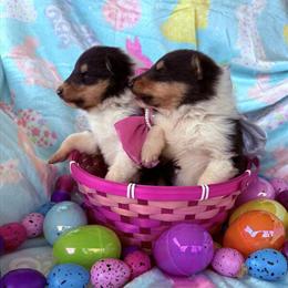 AKC Collie Puppies for Sale in Greenup, ky