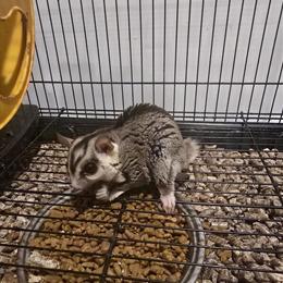 Sugar Glider Finn Needs a Loving Home in Valley Stream, ny