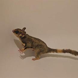 Sugar Gliders Ready for New Homes in Valley Stream, ny