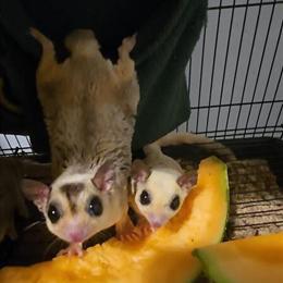 Sugar Gliders for Sale - Rare Colors Available in Valley Stream, ny