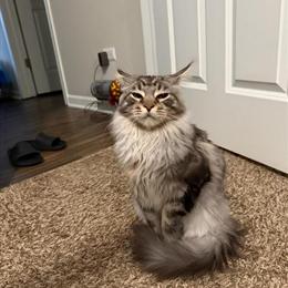 Male Silver Ticked Tabby Available in Chicago, il