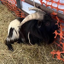 Pygmy Billy Goat - 2 Years Old, Proven Stud for $50 in Richmond, in