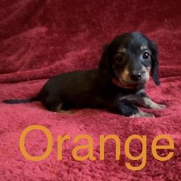 Dachshund Puppy Ready for a New Home in Midland, mi
