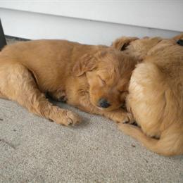 Golden Retriever Puppies Available in Oshkosh, wi