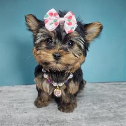 Yorkshire Terrier Puppies Available in Brooklyn, NY in Brooklyn, ny