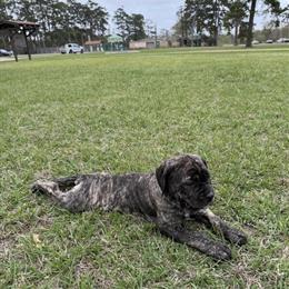 Cane Corso X Boerboel Mastiff Puppies for Adoption in Houston, tx