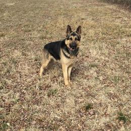 German Shepherd Puppies Coming This March 2026 in Springfield, il