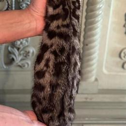 TICA Registered Bengal Female Kitten for Sale in Hershey, pa