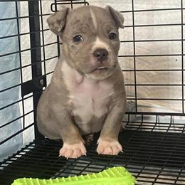 Tri Merle Male Puppy for Sale in Brunswick, ga