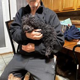 Ckc Black Toy Male Poodle Ready for a Loving Home in Bryant, in