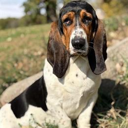 Basset Hound Female Seeking Male for Breeding in Dassel, mn