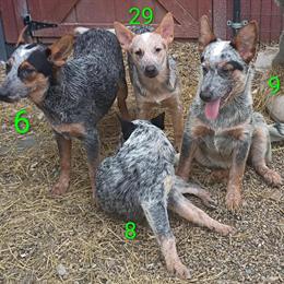 Male Heelers Available for Adoption in Fort Wayne, in