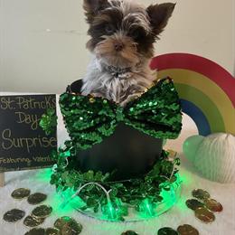 Chocolate Biro Yorkshire Terrier Puppy Valentino Ready for His Forever Home in Bancroft, mi