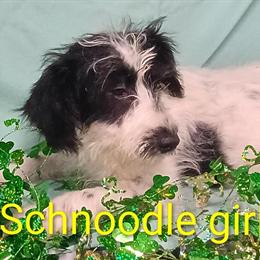 Cute Mini Schnoodles Available for Adoption in Fort Wayne, in