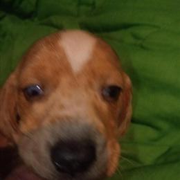 Purebred Miniature Dachshund Female Puppy in Flint, mi