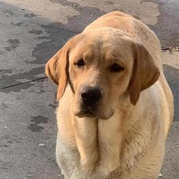 Labrador Retriever Puppies Available in Monona, ia