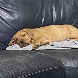 Red Fox English Labrador Puppies Ready for New Homes in Monona, ia