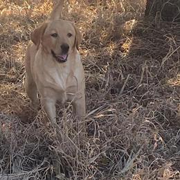 Purebred English Labrador Retriever Puppies Available in Monona, ia