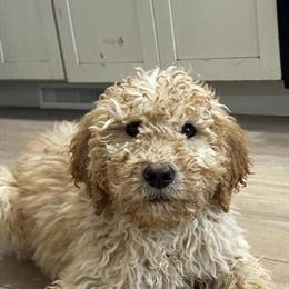 Goldendoodle Male Puppy Available in Greenville, oh