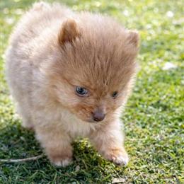 Tiny Male Pomeranian Puppy Looking for a Loving Home in Garland, tx