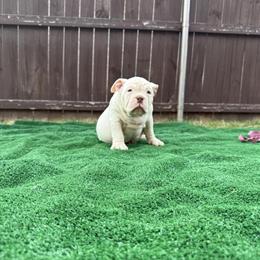 12 Week Old American Bullies Available in Dallas, tx