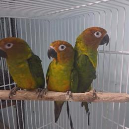Sun Conures for Sale in Windsor Mill, md
