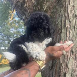 Male Golden Doodle Available for Rehoming in Springfield, oh