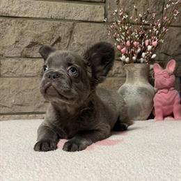 Lilac Fluffy Male French Bulldog Puppy Available in Springfield, oh