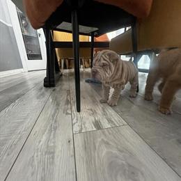 Shar Pei Puppies - 2 Girls and 1 Boy Available in Cleveland, oh