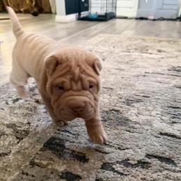 Mini Shar Pei - One Male Available in Cleveland in Cleveland, oh