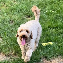 Mini Goldendoodles Looking for New Homes in Midland, mi