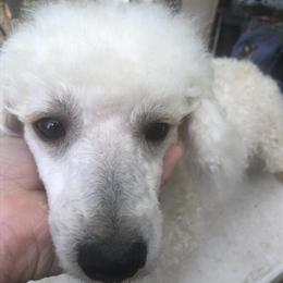 3 Year Old Male Mini Poodle for Rehoming in Caneyville, ky