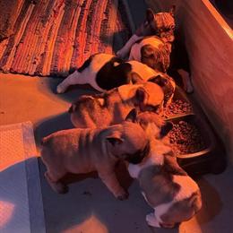 French Bulldogs Available for Good Homes in Disputanta, va