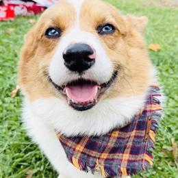 Pembroke Welsh Corgi Stud Service Available in Hillsboro, oh