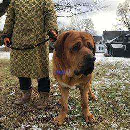 Tibetan Mastiff Cross: 2 Males and 1 Female Available in Wallkill, ny