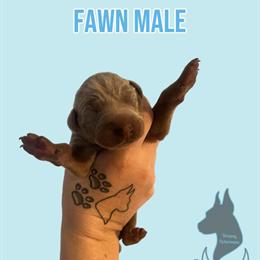 Champion Doberman Puppies Available with Cropped Ears in Tampa, fl