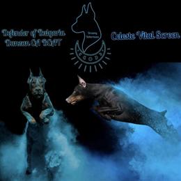 Champion Bloodline Doberman Puppies Available in Tampa, fl