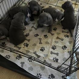 Female American Bullies for Sale in Charlotte, nc