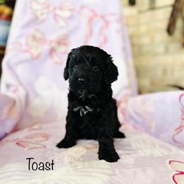 Cockapoo Boy Toast Available for Adoption in Troy, mo