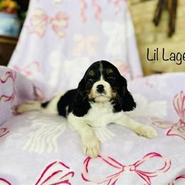 Cavalier King Charles Puppy Available: Meet Lil Lager in Troy, mo