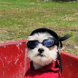 Shorkie Male Stud Service Available in Norway, mi