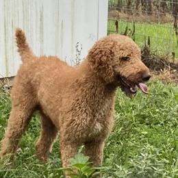 Stud Standard Poodle AKC Available in Greenville, oh