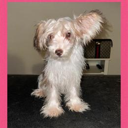 Toy Schnoodle - Apricot Parti Female, 11 Months Old in Charlotte, nc