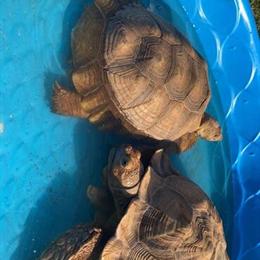 Sulcata Tortoises Pair for Sale - Proven Breeders in Statesville, nc