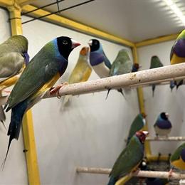 Gouldian Finches for Sale - Happy and Healthy Birds in Hightstown, nj