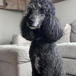 Black Standard Poodle for Stud Services in Greenville, oh