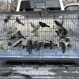 Society Finches for Sale in Hightstown, nj