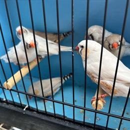Zebra Finches for Sale - Healthy Males and Females in Hightstown, nj
